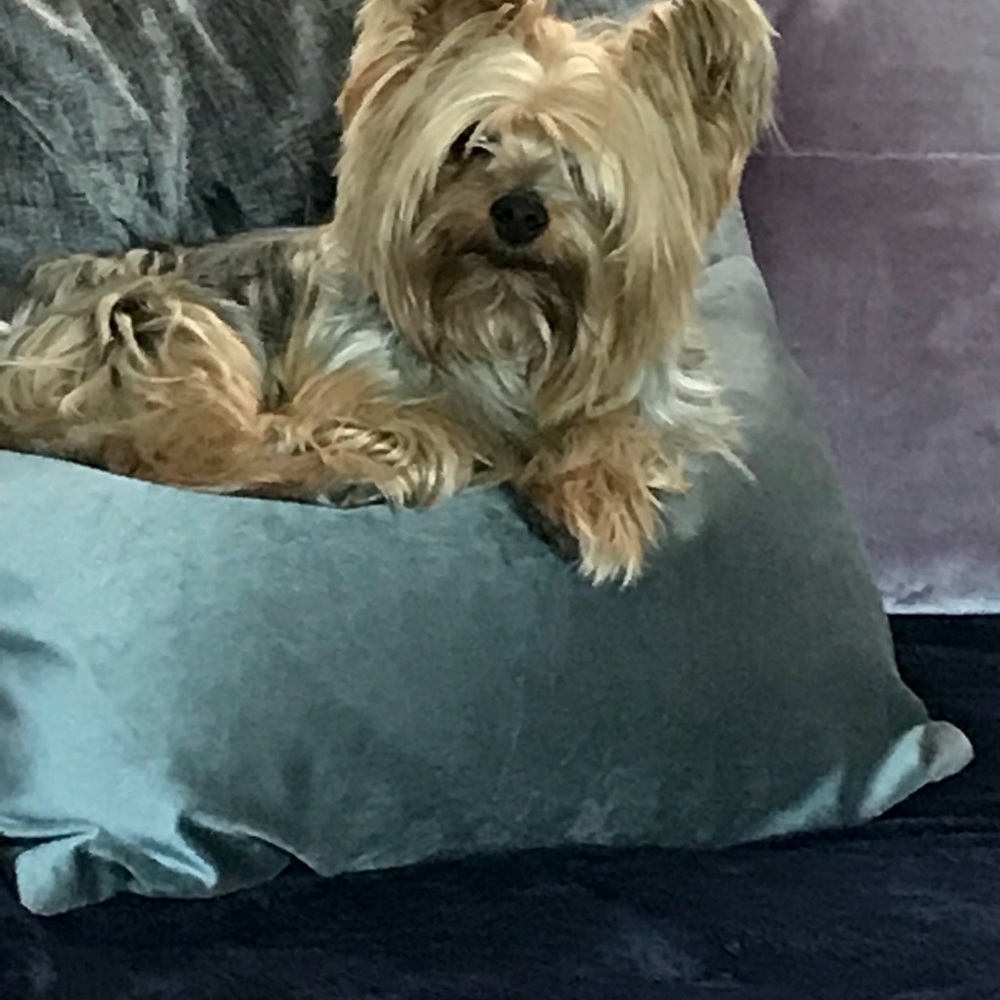 Meet your Posher, Anna